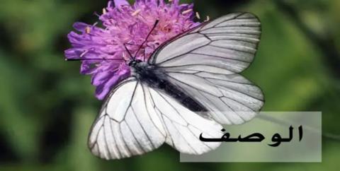 دودة اللوز