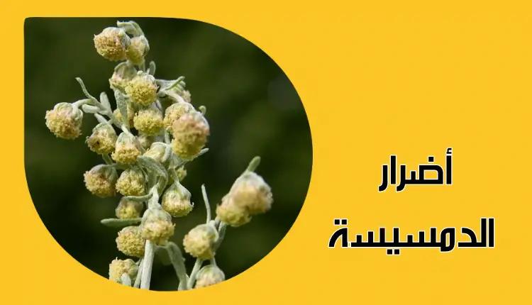 أضرار عشبة الشيبة