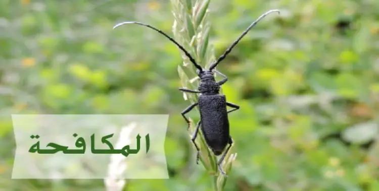 آفة حفار الساق