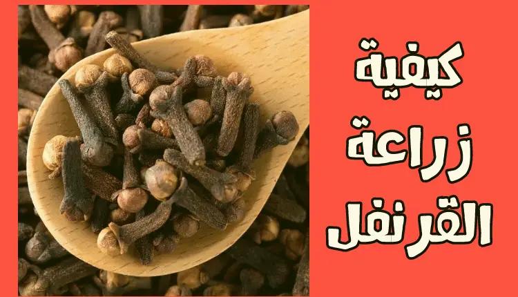 كيفية زراعة القرنفل