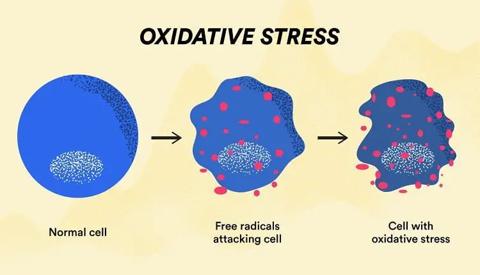 الخلايا الحرة، الإجهاد التأكسدي