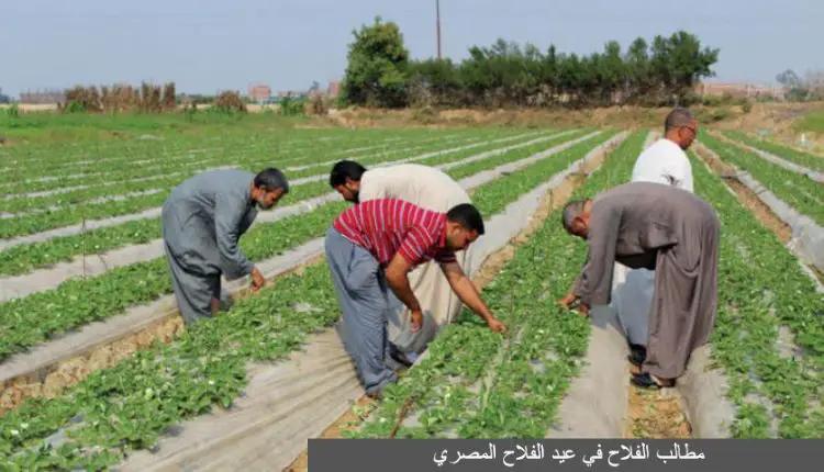 عيد الفلاح في مصر