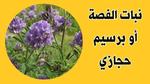 البرسيم الحجازي؛ أهم الصفات الواجب توافرها في الدريس Medicago Sativa