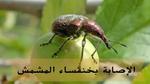 خنفساء المشمش الذهبية