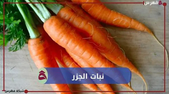 نبات الجزر كيف ومتى يتم الحصاد