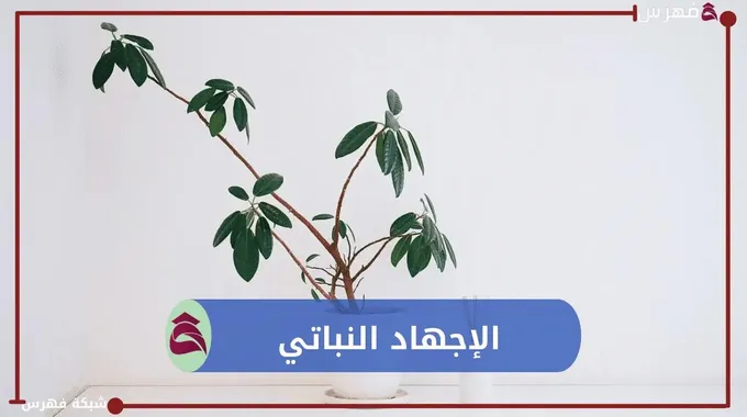 أسباب الإجهاد النباتي وعلاجه