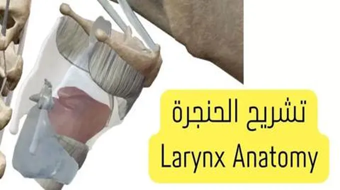 تشريح الحنجرة بالصور Larynx Anatomy؛ وظيفة