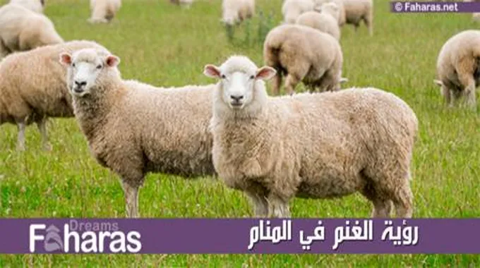 رؤية الغنم في المنام؛ أهم تأويلات ودلالات الحلم