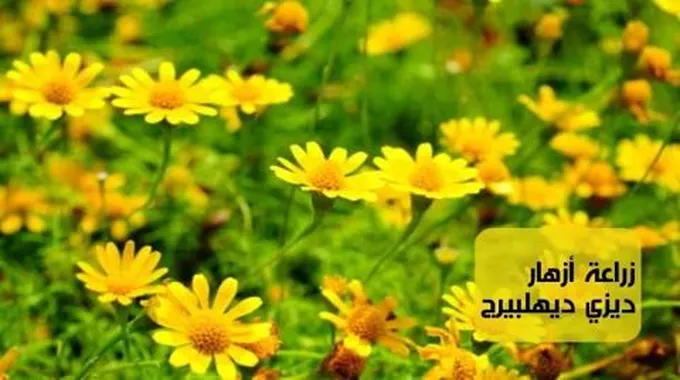 زراعة أزهار ديزي ديهلبيرج؛ أهم 4 خطوات لزراعة