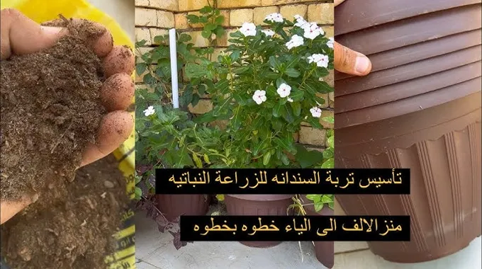 زراعة الأقحوان في المنزل؛ تعرف على خطوات