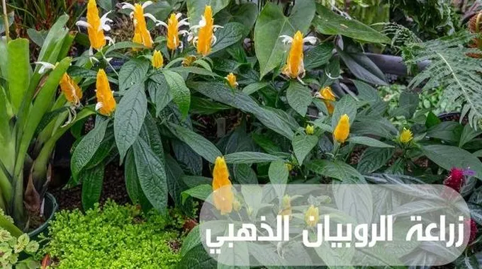 تزيين حديقتك بنبات الروبيان الذهبي