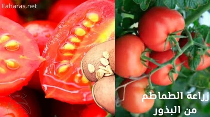 زراعة الرودودندرون فيريا؛ إليك أفضل الخيارات