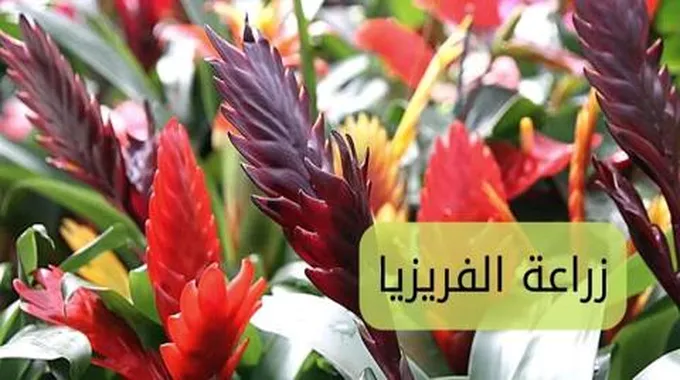 زراعة الفريزيا؛ إليك أبرز الخطوات للحصول على