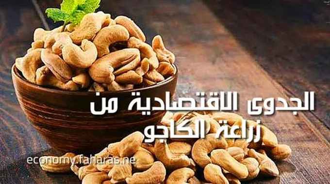 زراعة الكاجو ودراسة الجدوى الإقتصادية؛ وأهم 7