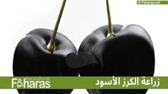 زراعة الكرز الأسود؛ إليك أهم 7 نصائح تمكنك من