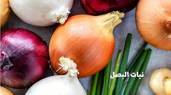 نبات البصل؛ تعرف على أهم الفوائد الصحية